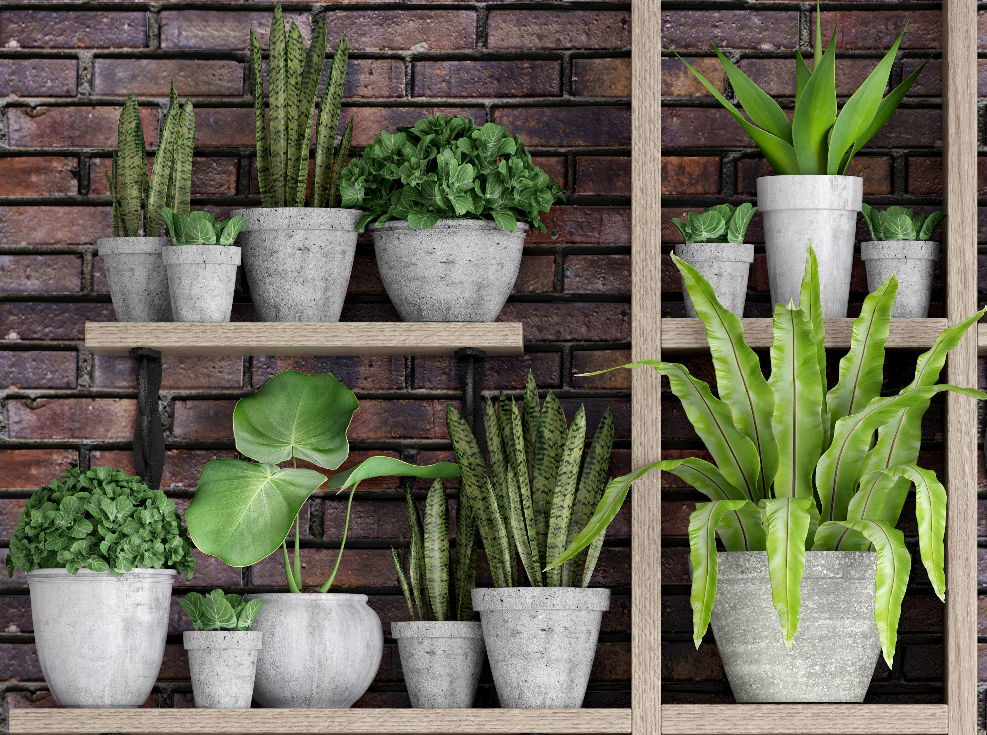 Collection of plants in concrete pots 2 3D model_6