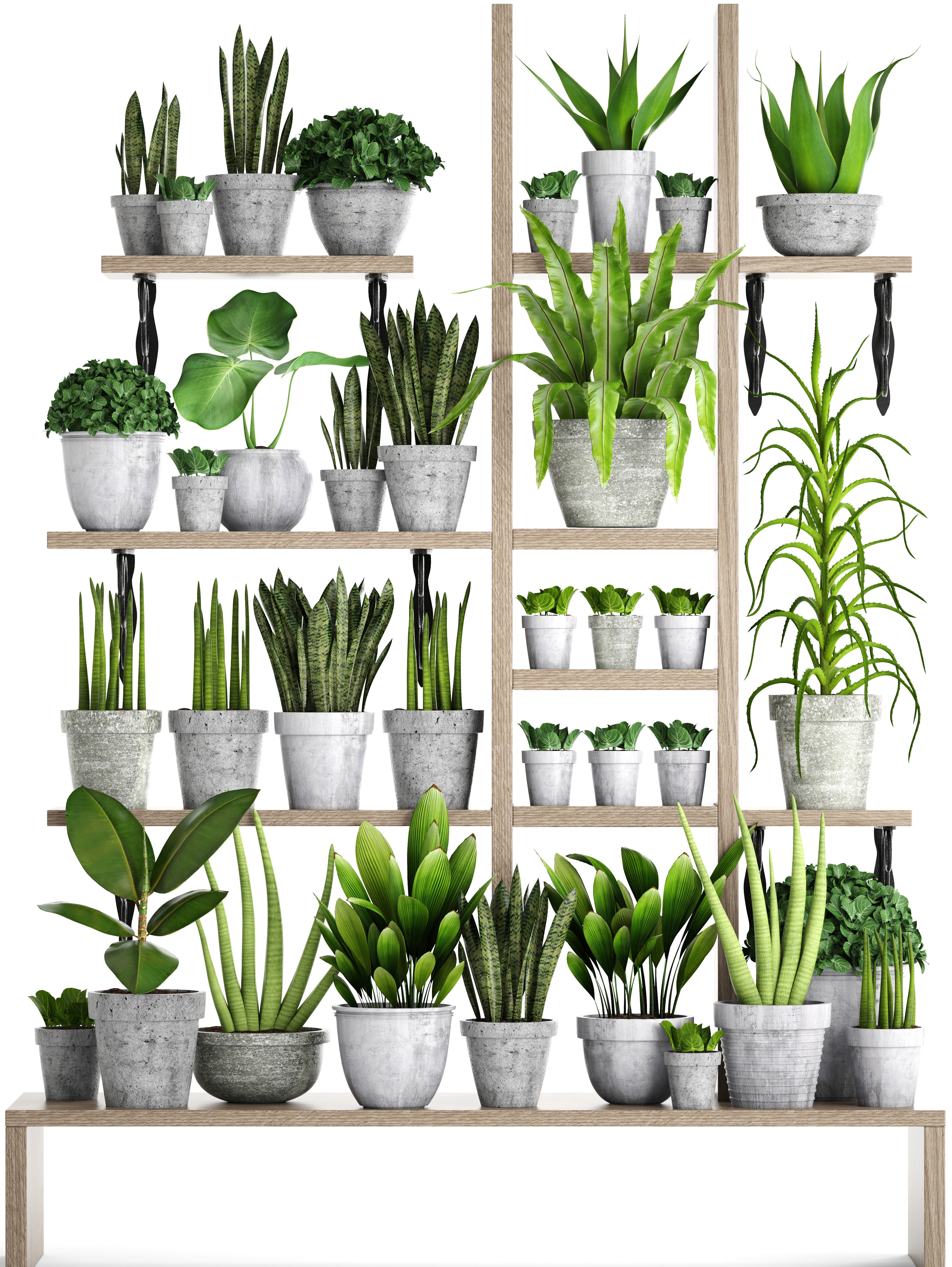 Collection of plants in concrete pots 2 3D model_2