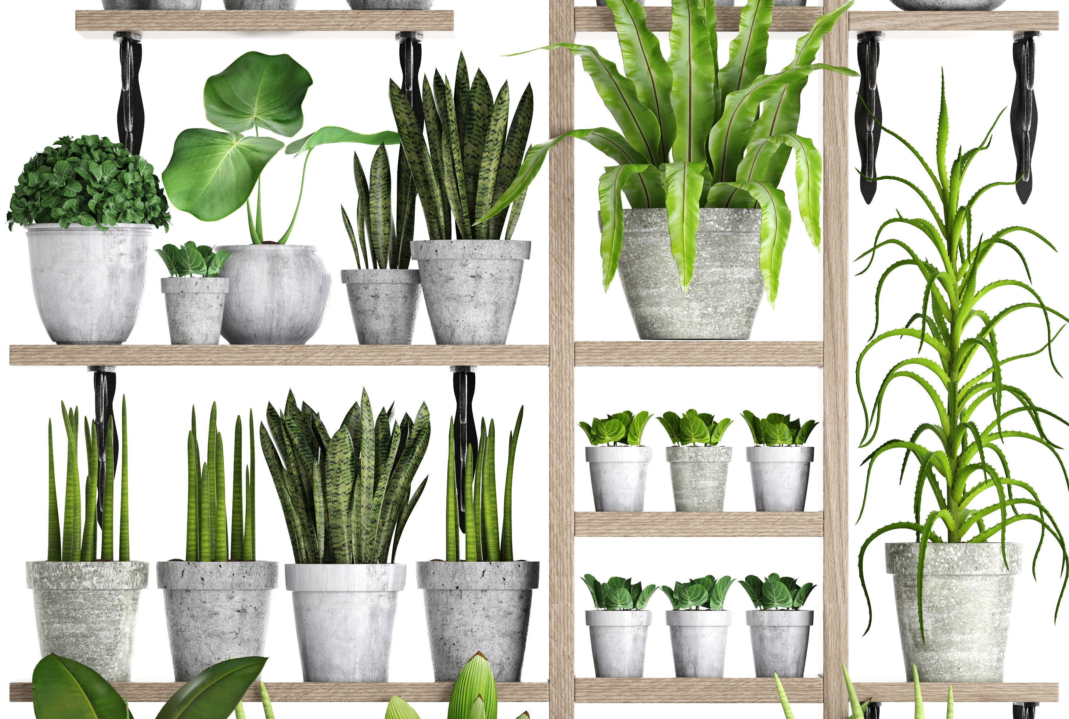 Collection of plants in concrete pots 2 3D model_8