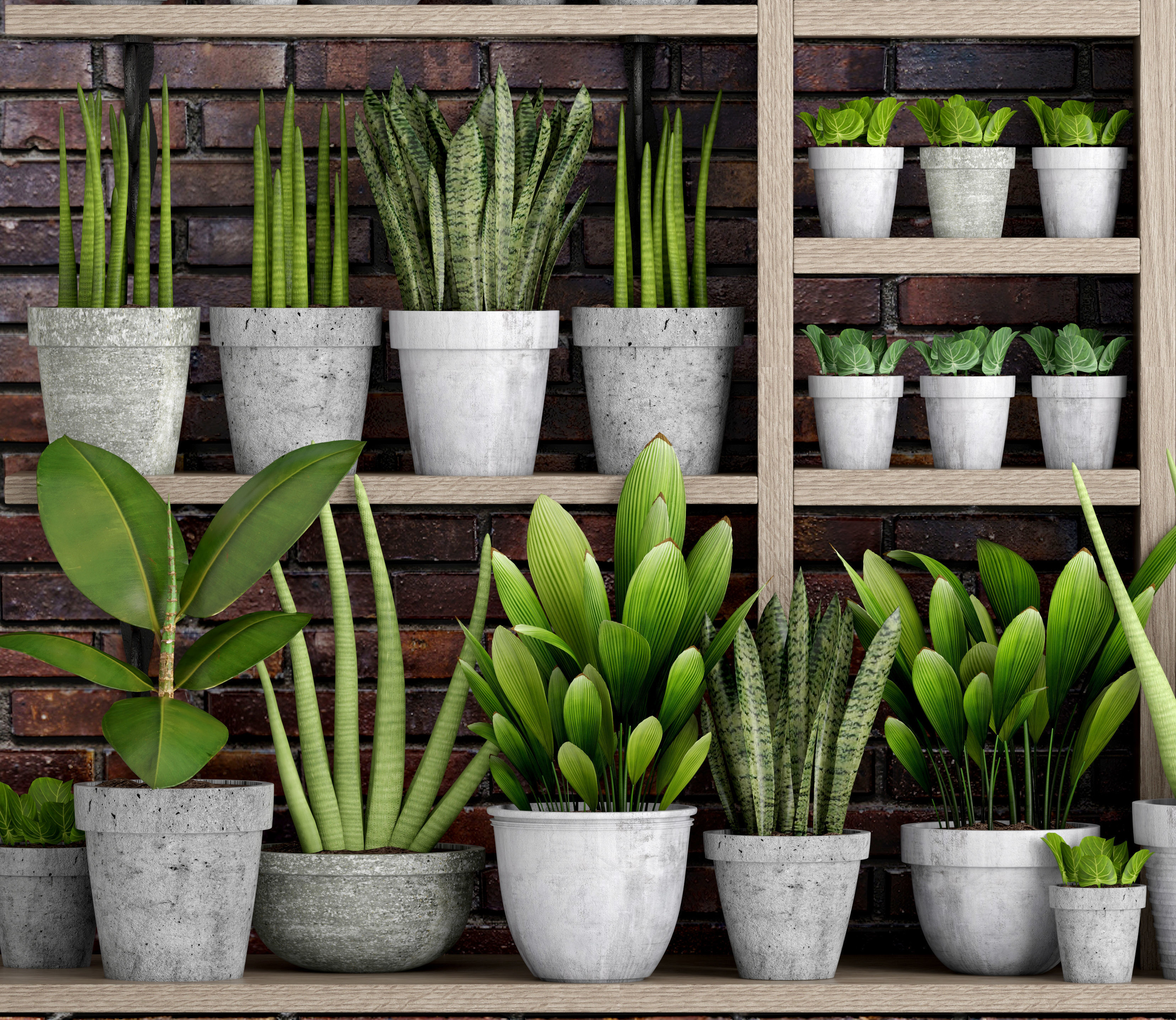 Collection of plants in concrete pots 2 3D model_11