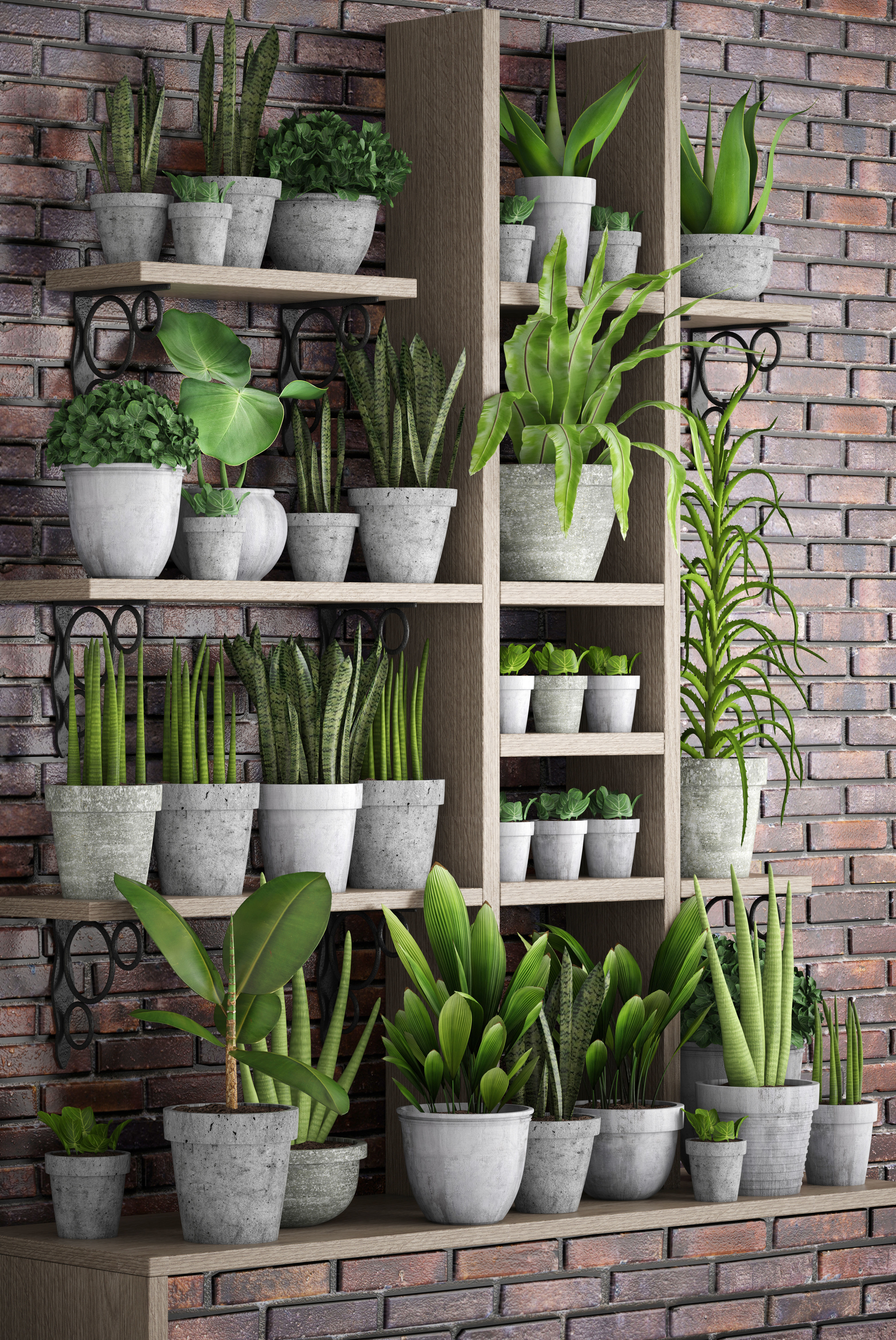 Collection of plants in concrete pots 2 3D model_18