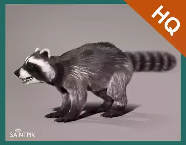 Raccoon 3d model Hair Farm Fur 3D model