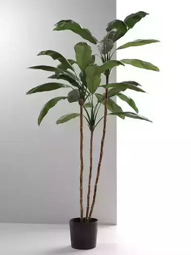 Cordyline Plant 3D model