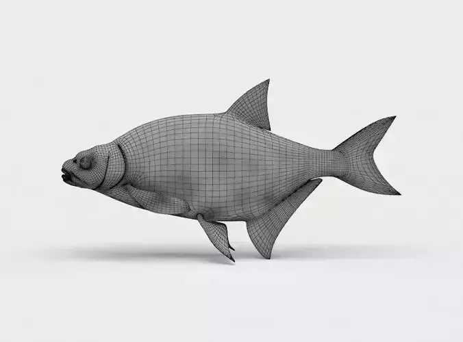 Common Bream Fish Abramis Brama