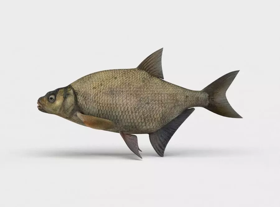 Common Bream Fish Abramis Brama 3D model