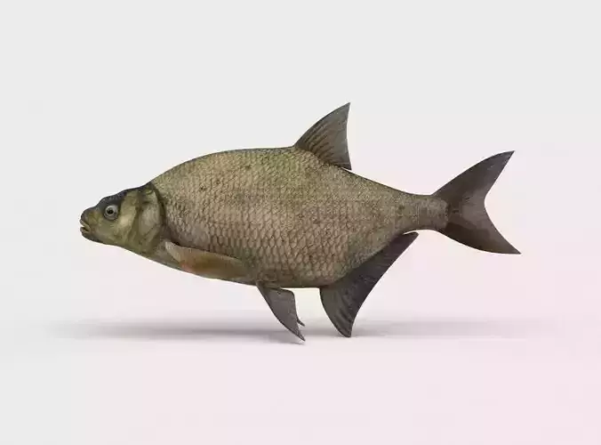 Common Bream Fish Abramis Brama 3D model