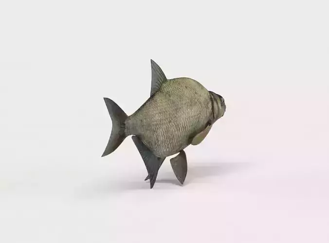 Common Bream Fish Abramis Brama