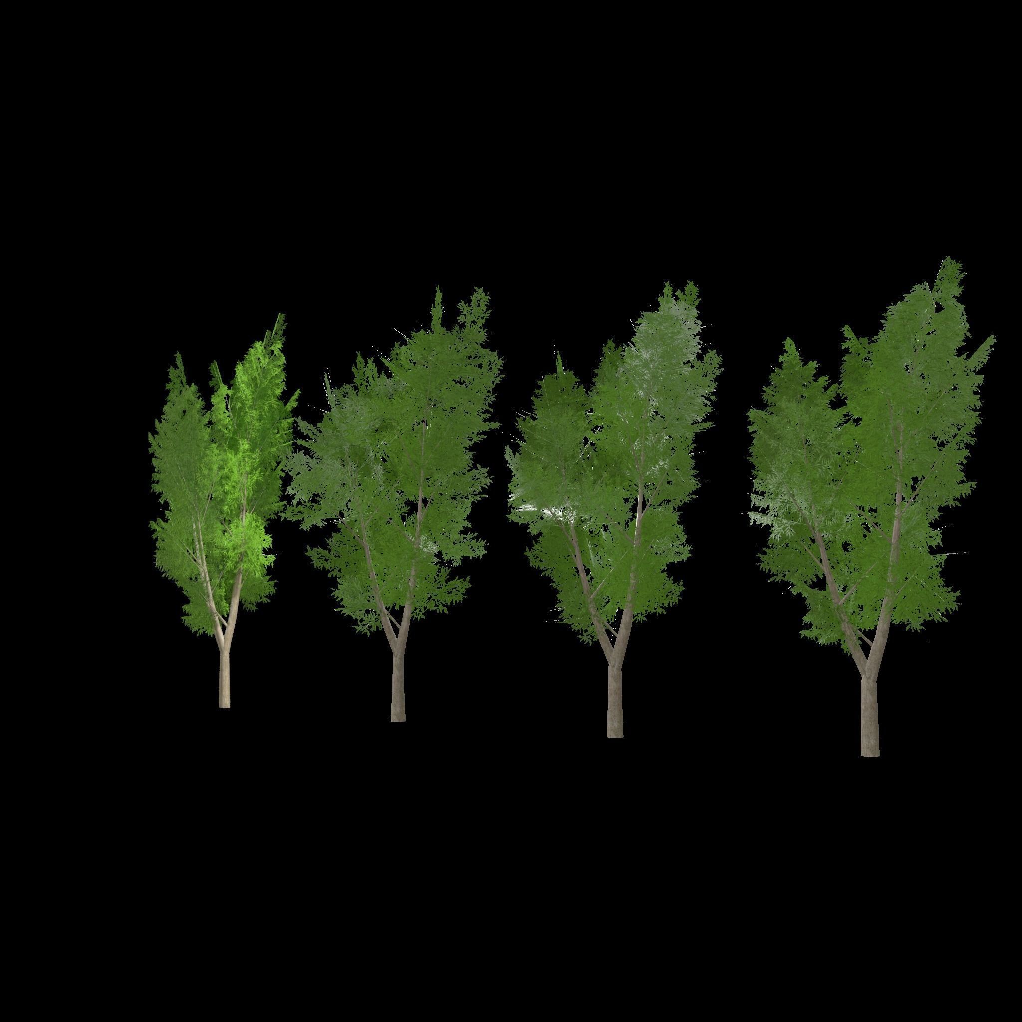 Eucalyptus tree 3 Low-poly 3D model_3