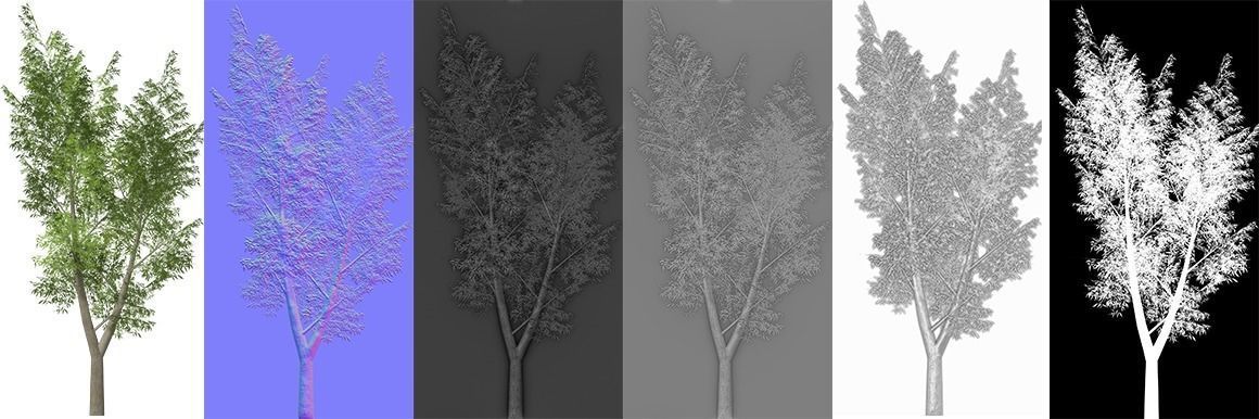 Eucalyptus tree 3 Low-poly 3D model_2