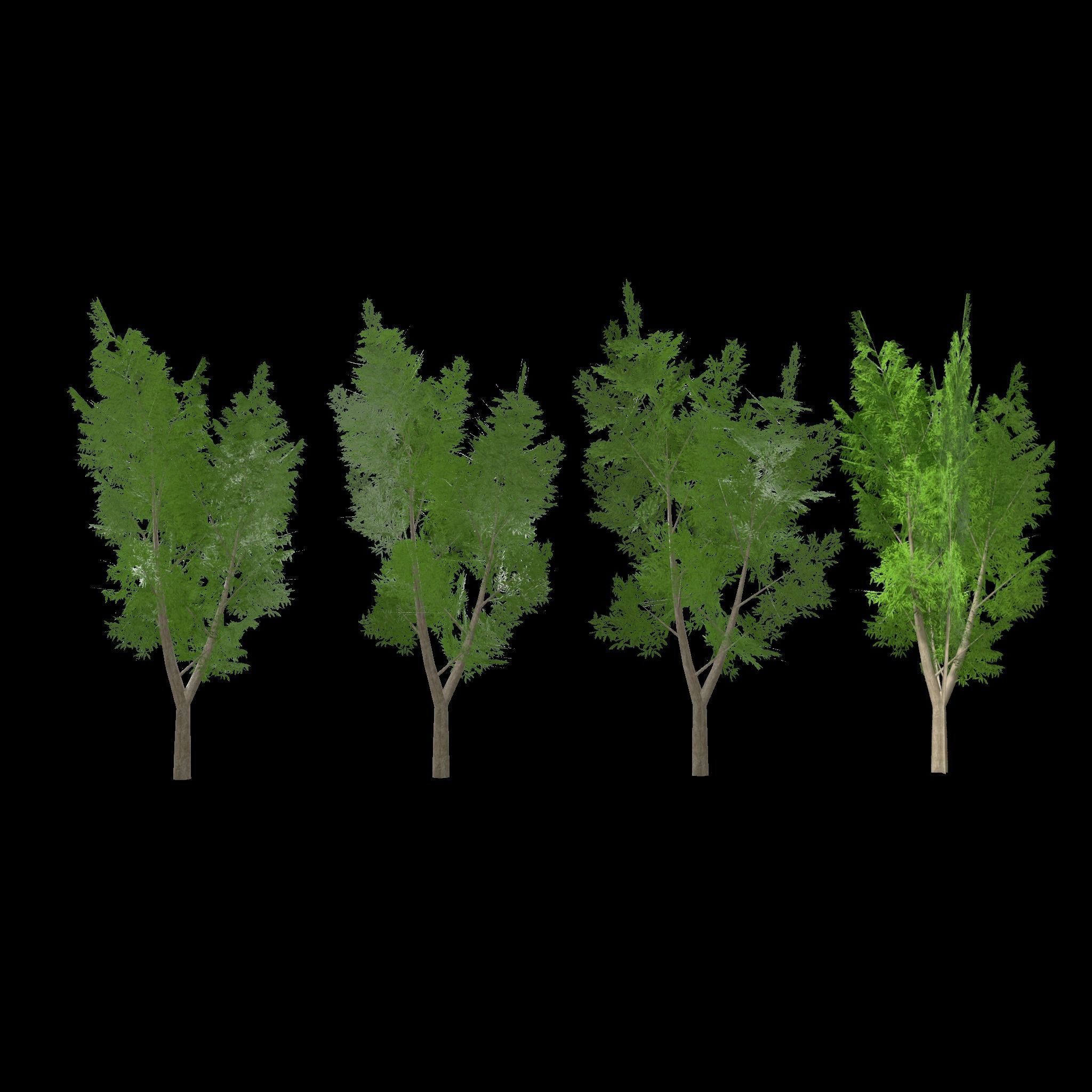 Eucalyptus tree 3 Low-poly 3D model_1