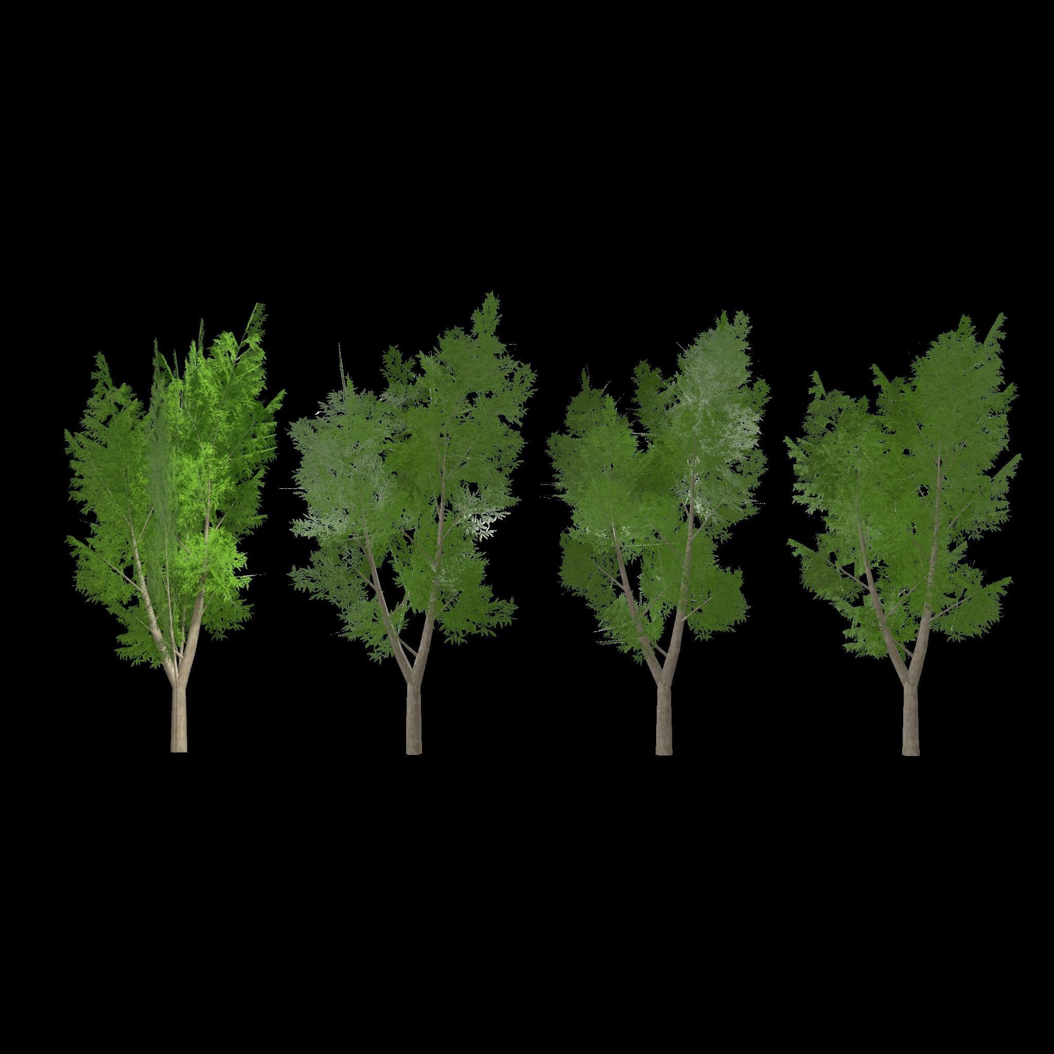 Eucalyptus tree 3 Low-poly 3D model_6