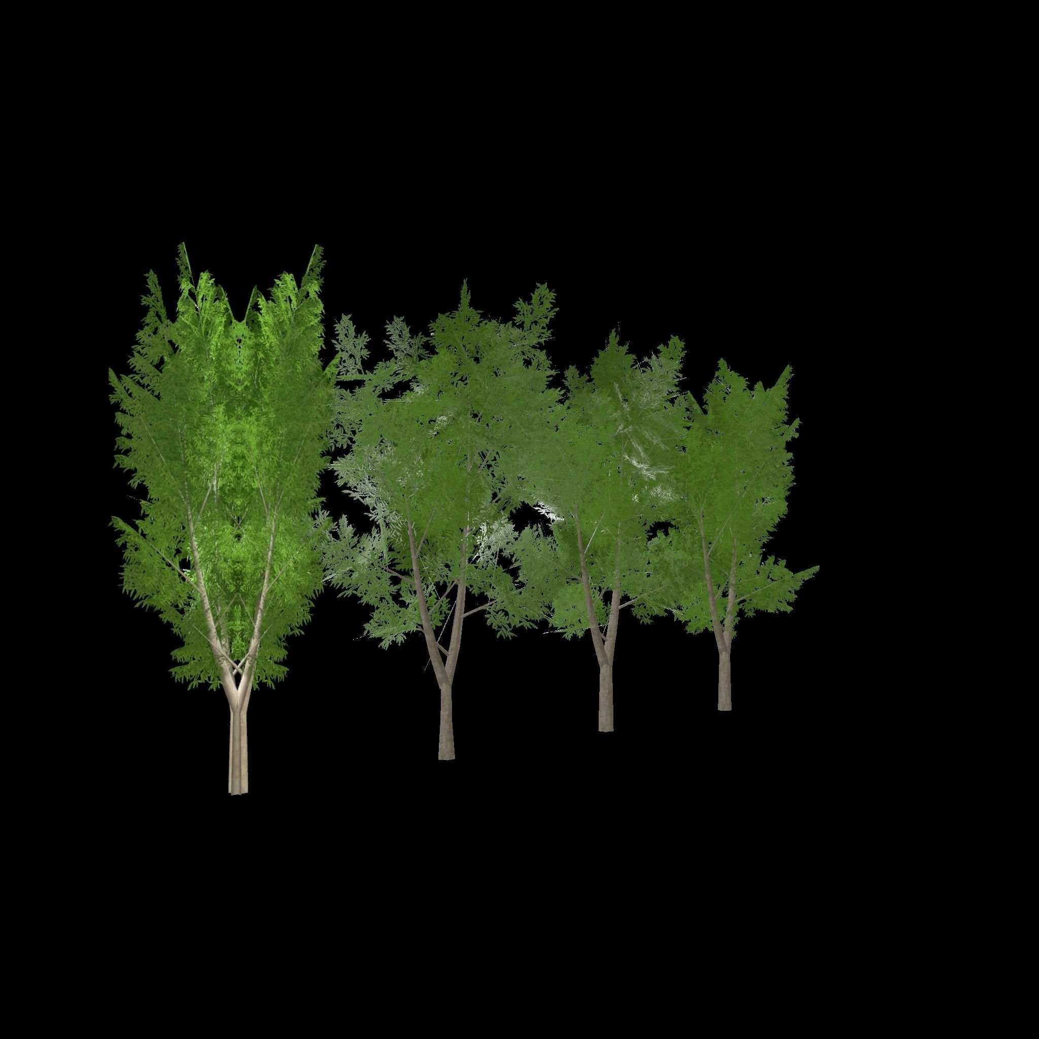 Eucalyptus tree 3 Low-poly 3D model_8