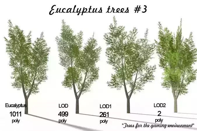 Eucalyptus tree 3