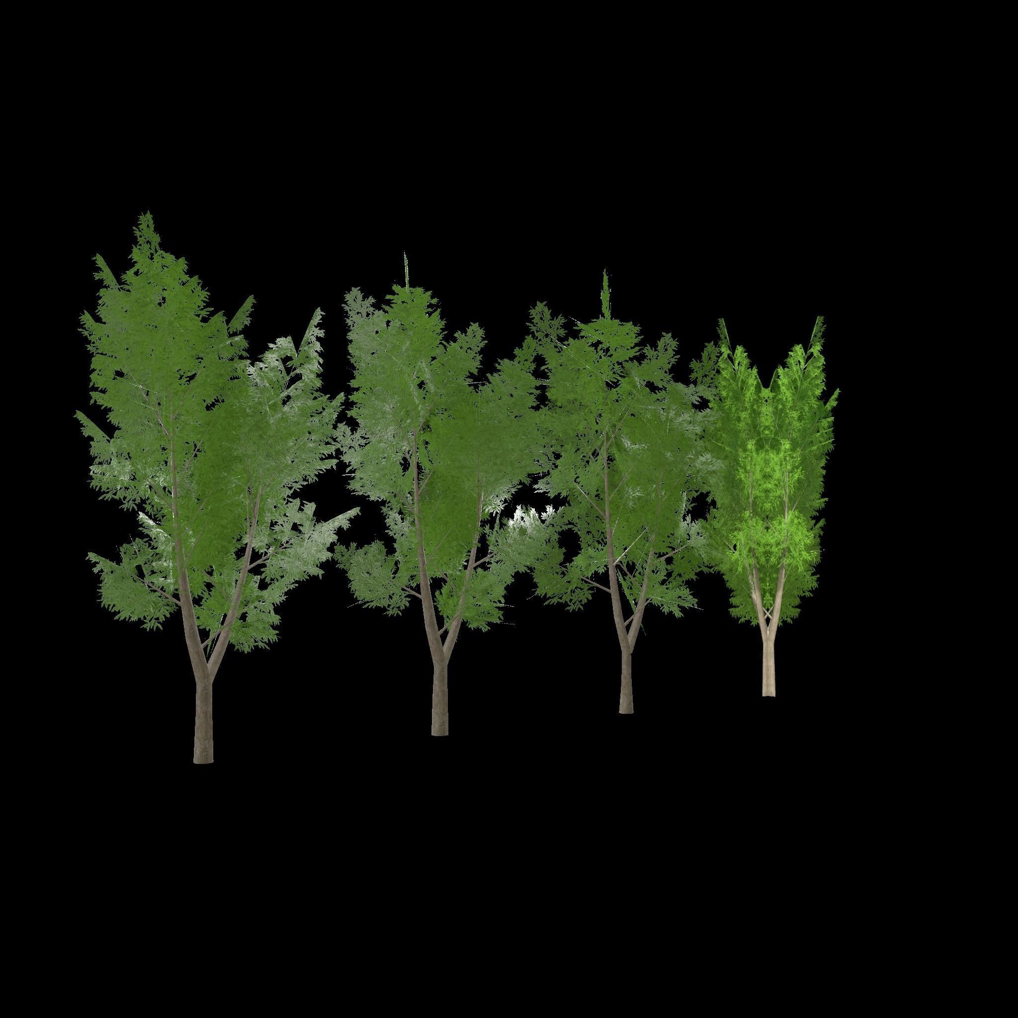 Eucalyptus tree 3 Low-poly 3D model_10