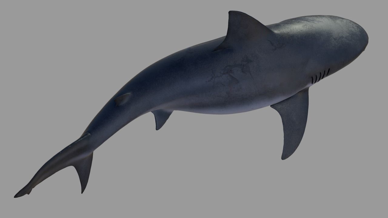 Bull shark rigged and animated for Cinema 4d  Low-poly 3D model_7
