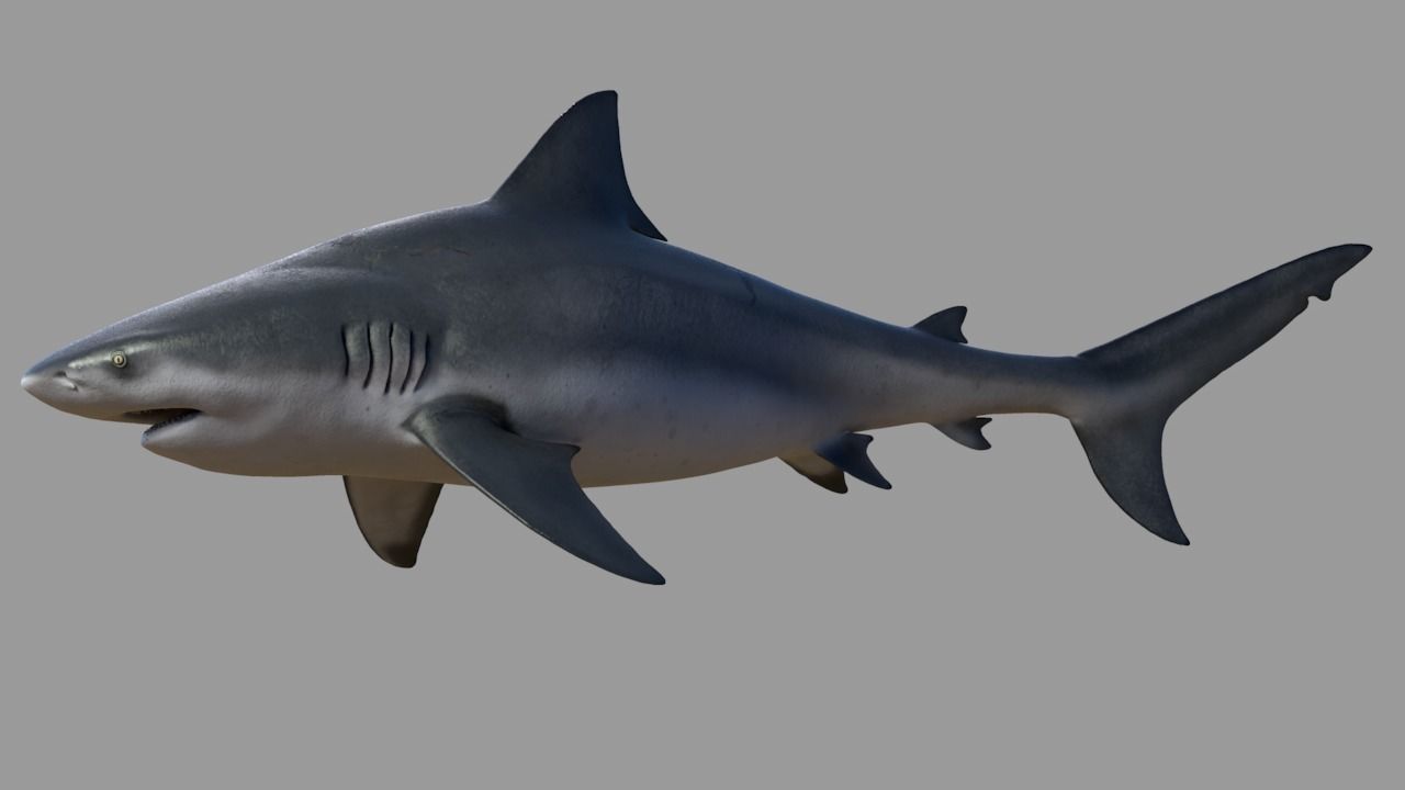 Bull shark rigged and animated for Cinema 4d  Low-poly 3D model_5