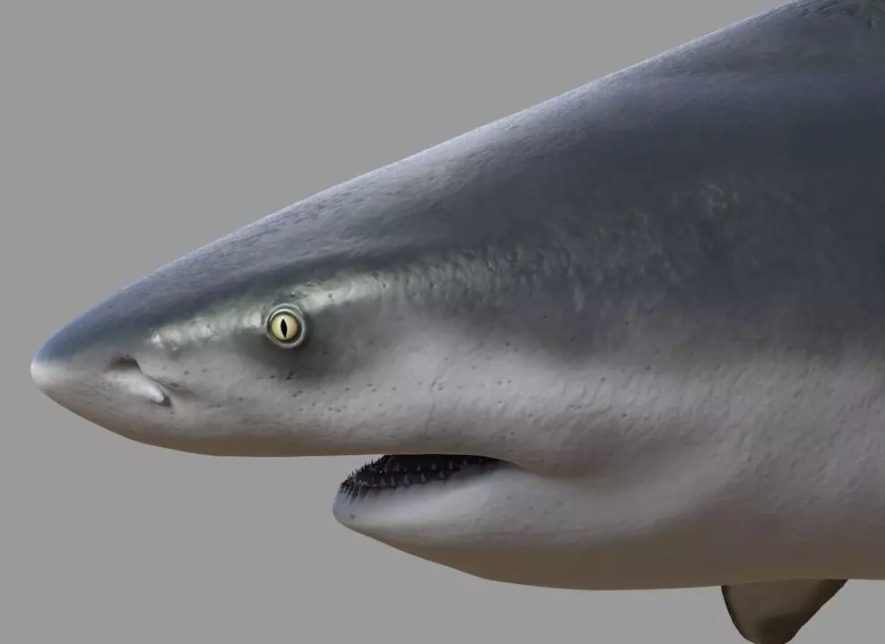 Bull shark rigged and animated for Cinema 4d  Low-poly 3D model_0