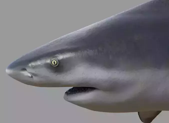 Bull shark rigged and animated for Cinema 4d  Low-poly 3D model