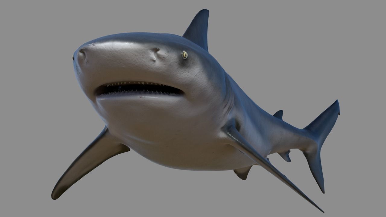 Bull shark rigged and animated for Cinema 4d  Low-poly 3D model_4