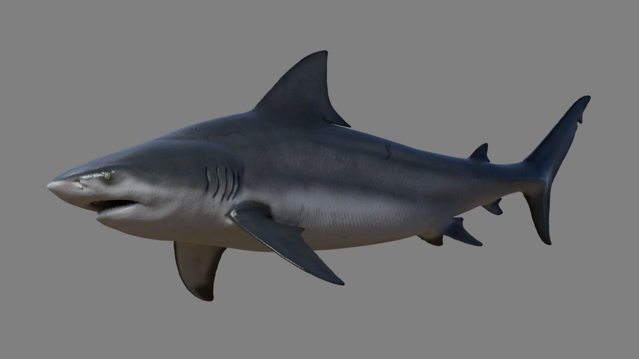 Bull shark rigged and animated for Cinema 4d  Low-poly 3D model_1