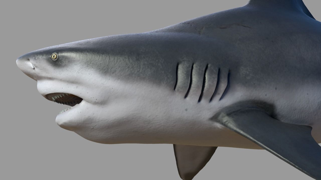 Bull shark rigged and animated for Cinema 4d  Low-poly 3D model_2
