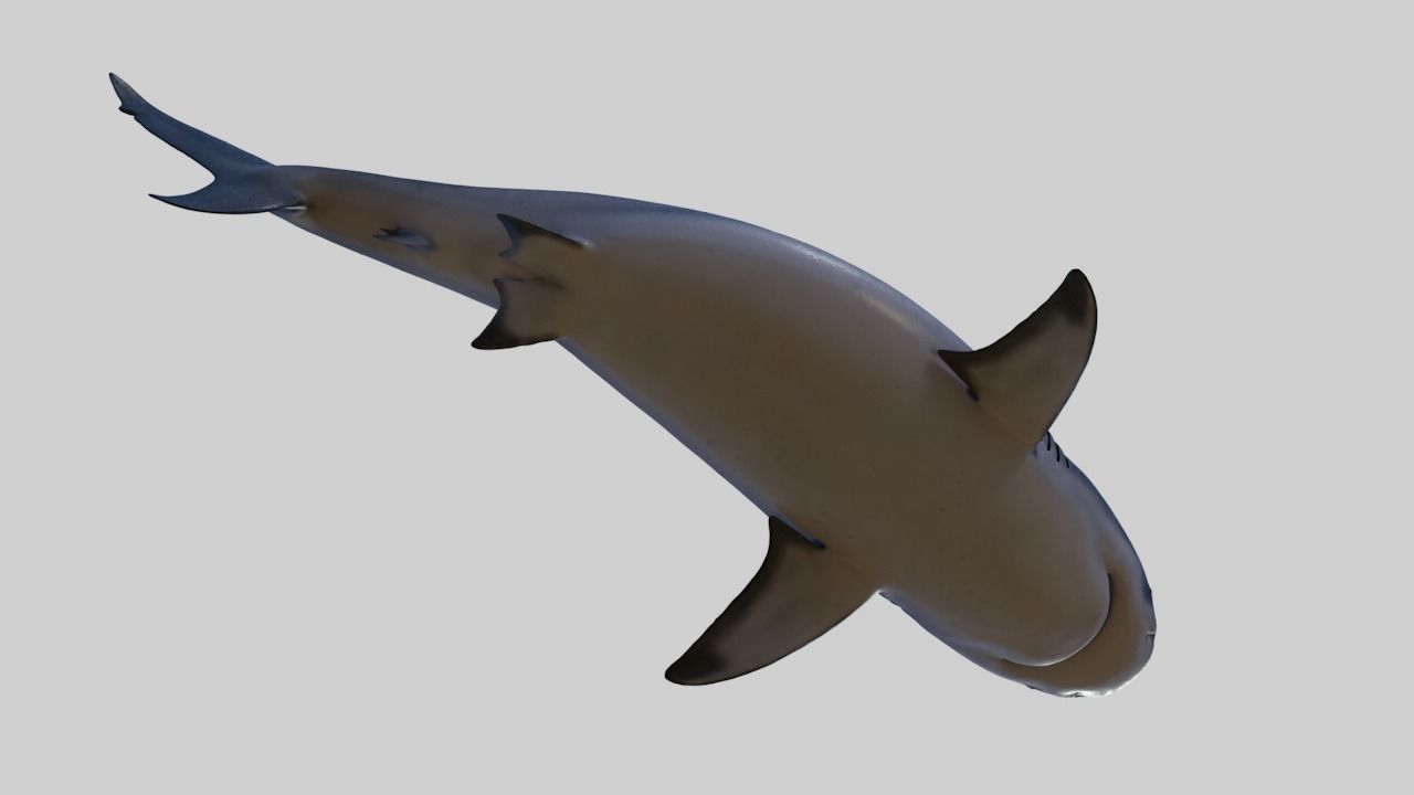 Bull shark rigged and animated for Cinema 4d  Low-poly 3D model_6