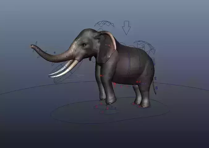 Asian Elephant Rig