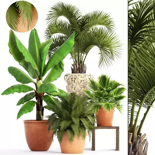 Collection of plants 3D model