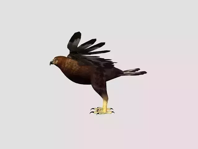 Rig Eagle Low-poly 3D model