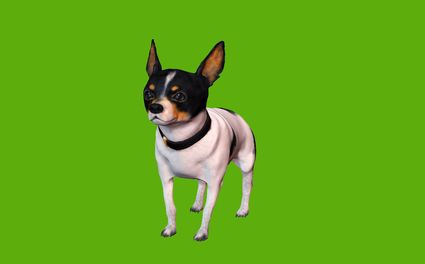 Chihuahua dog 3D model_1