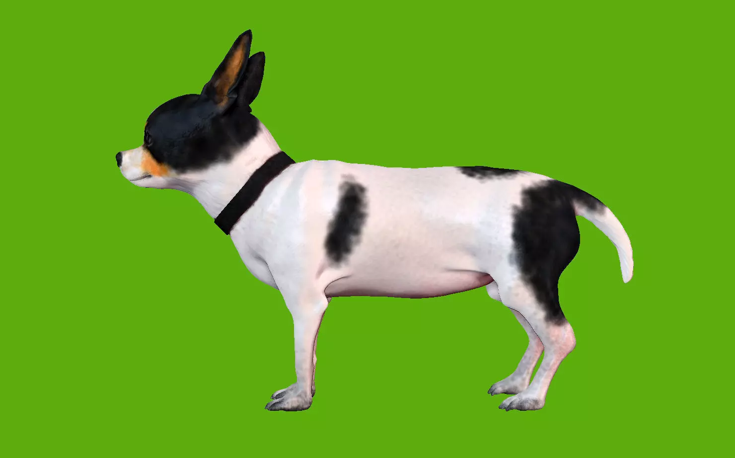 Chihuahua dog 3D model_0