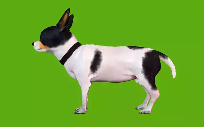 Chihuahua dog
