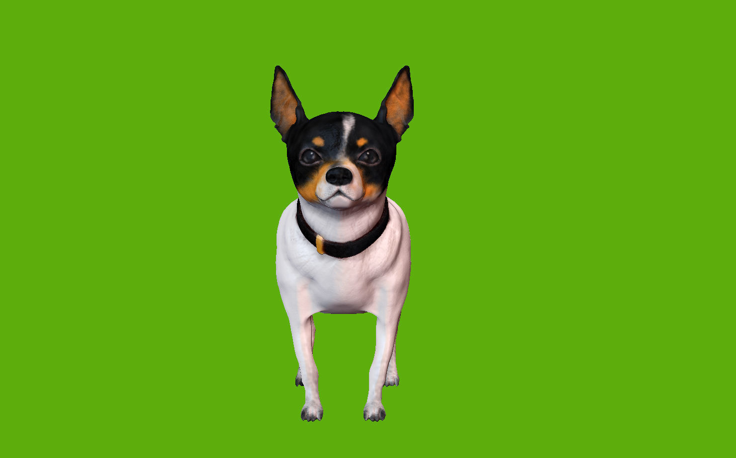 Chihuahua dog 3D model_2