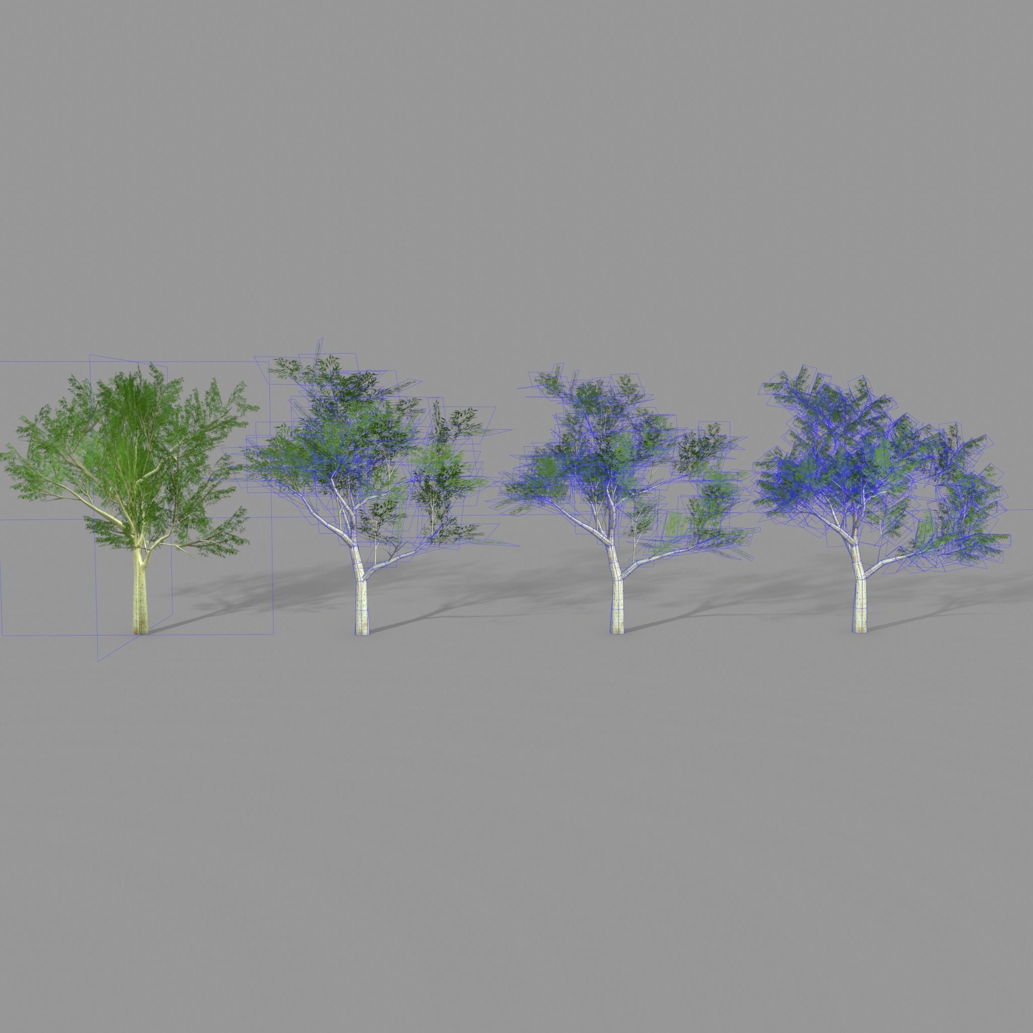 Ghost gum east Low-poly 3D model_5