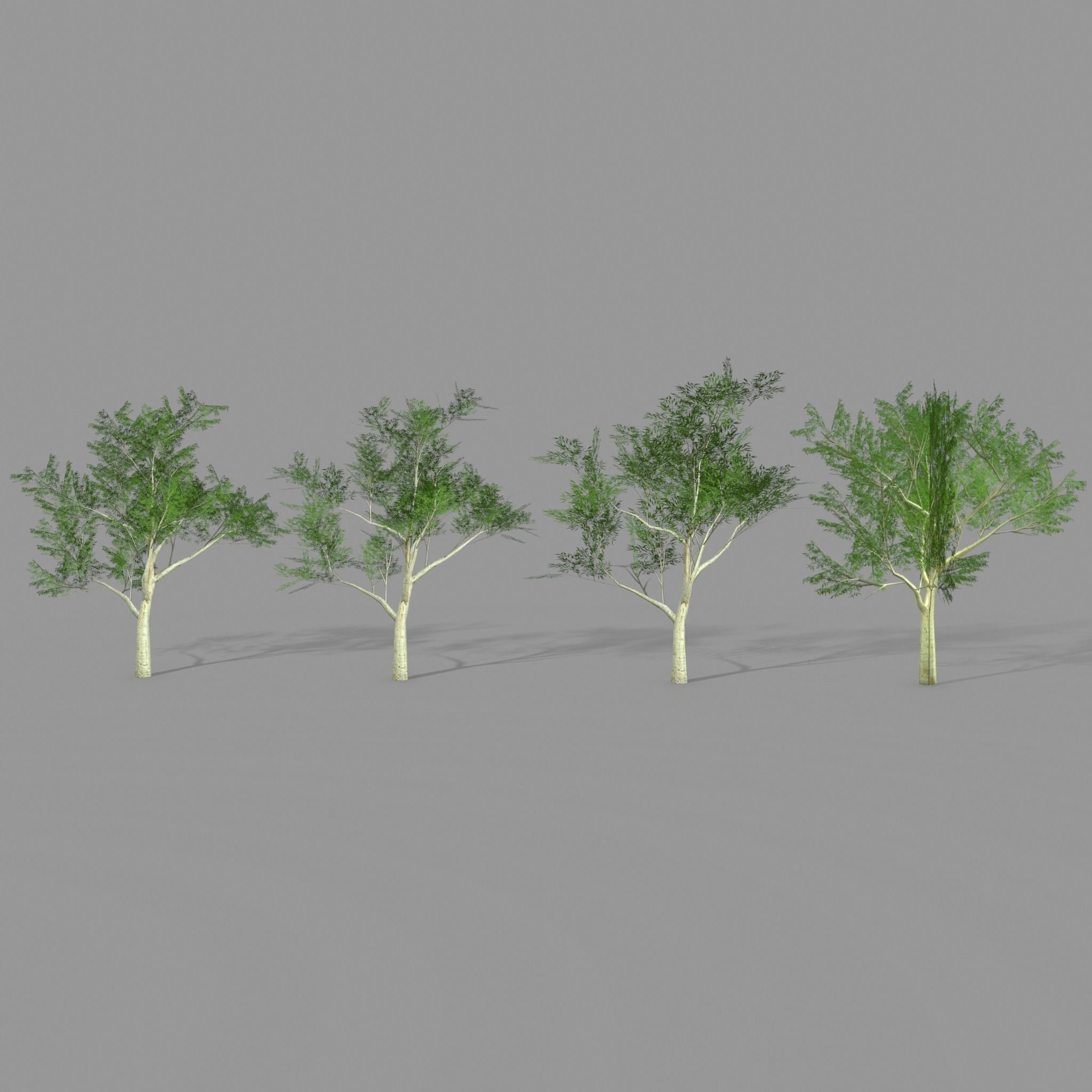 Ghost gum east Low-poly 3D model_8