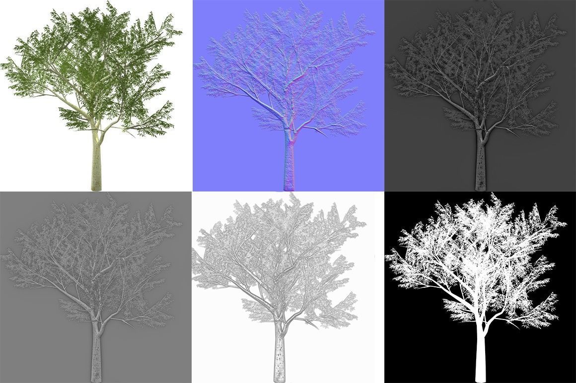 Ghost gum east Low-poly 3D model_7