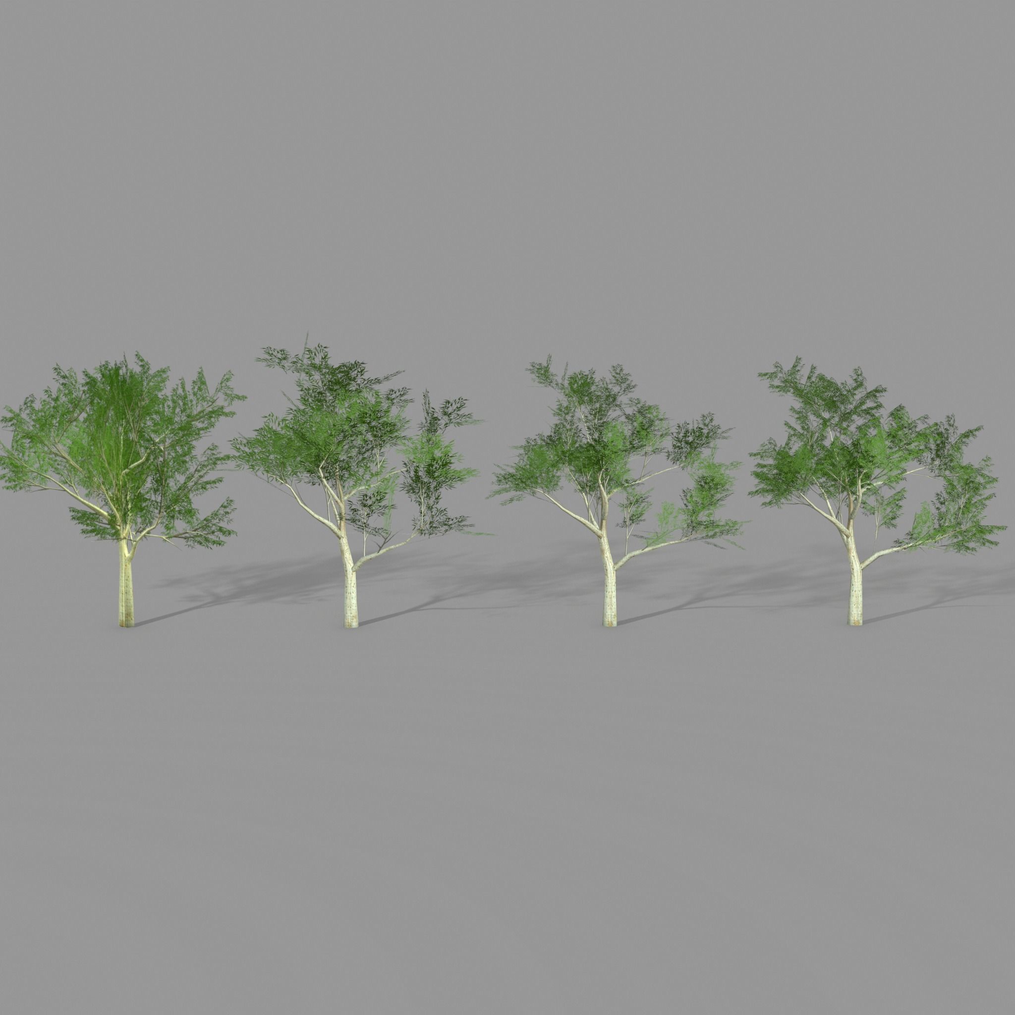 Ghost gum east Low-poly 3D model_3