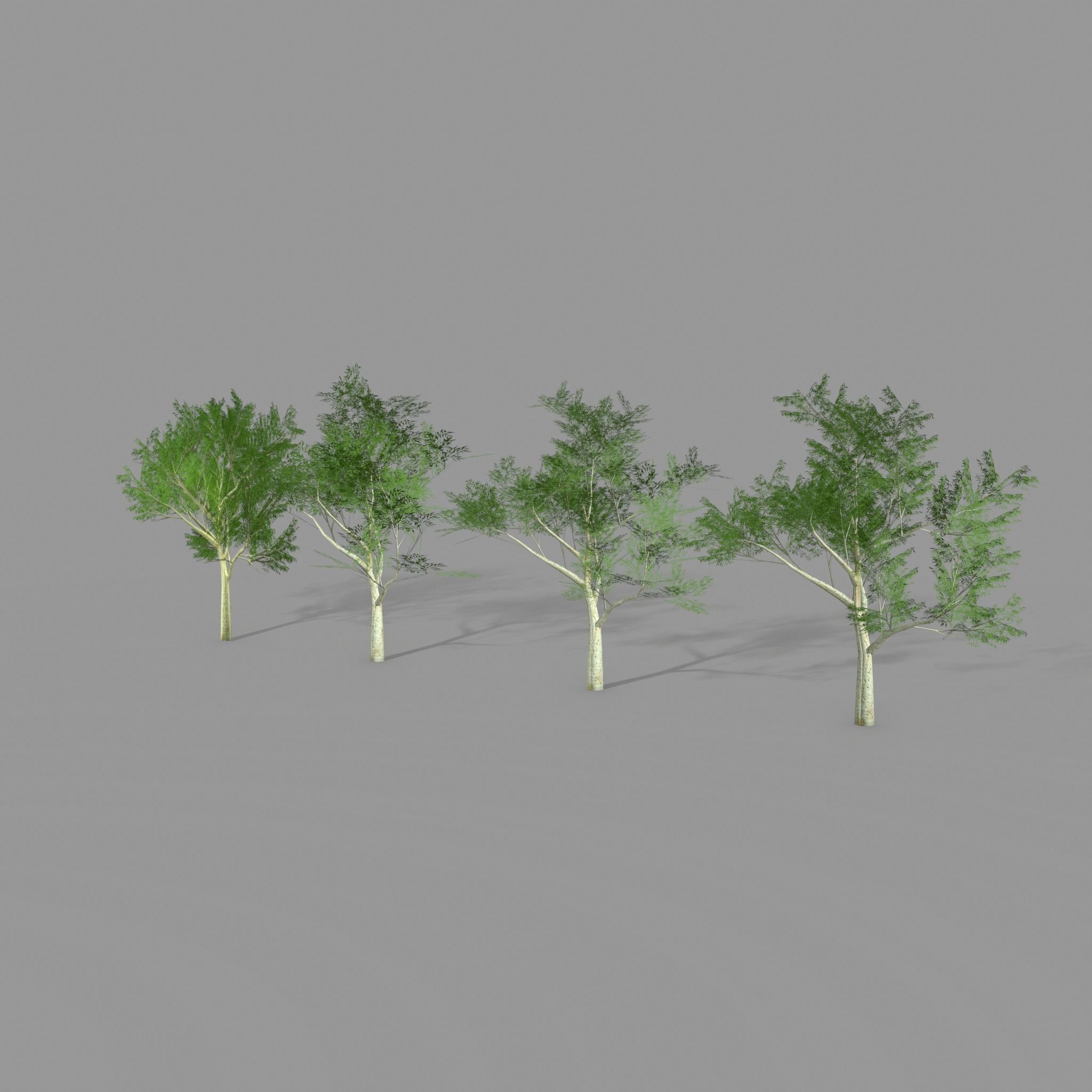 Ghost gum east Low-poly 3D model_2