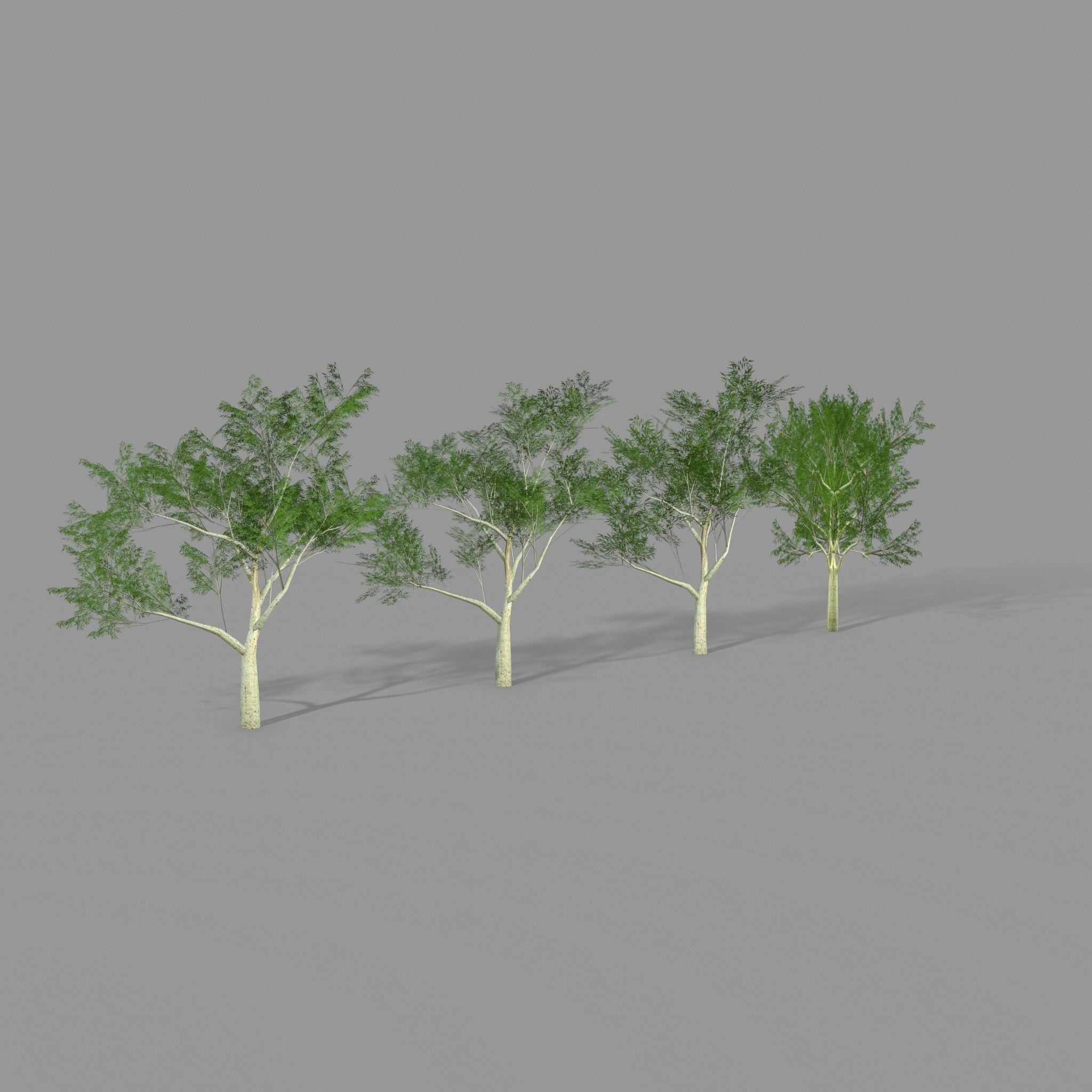 Ghost gum east Low-poly 3D model_1