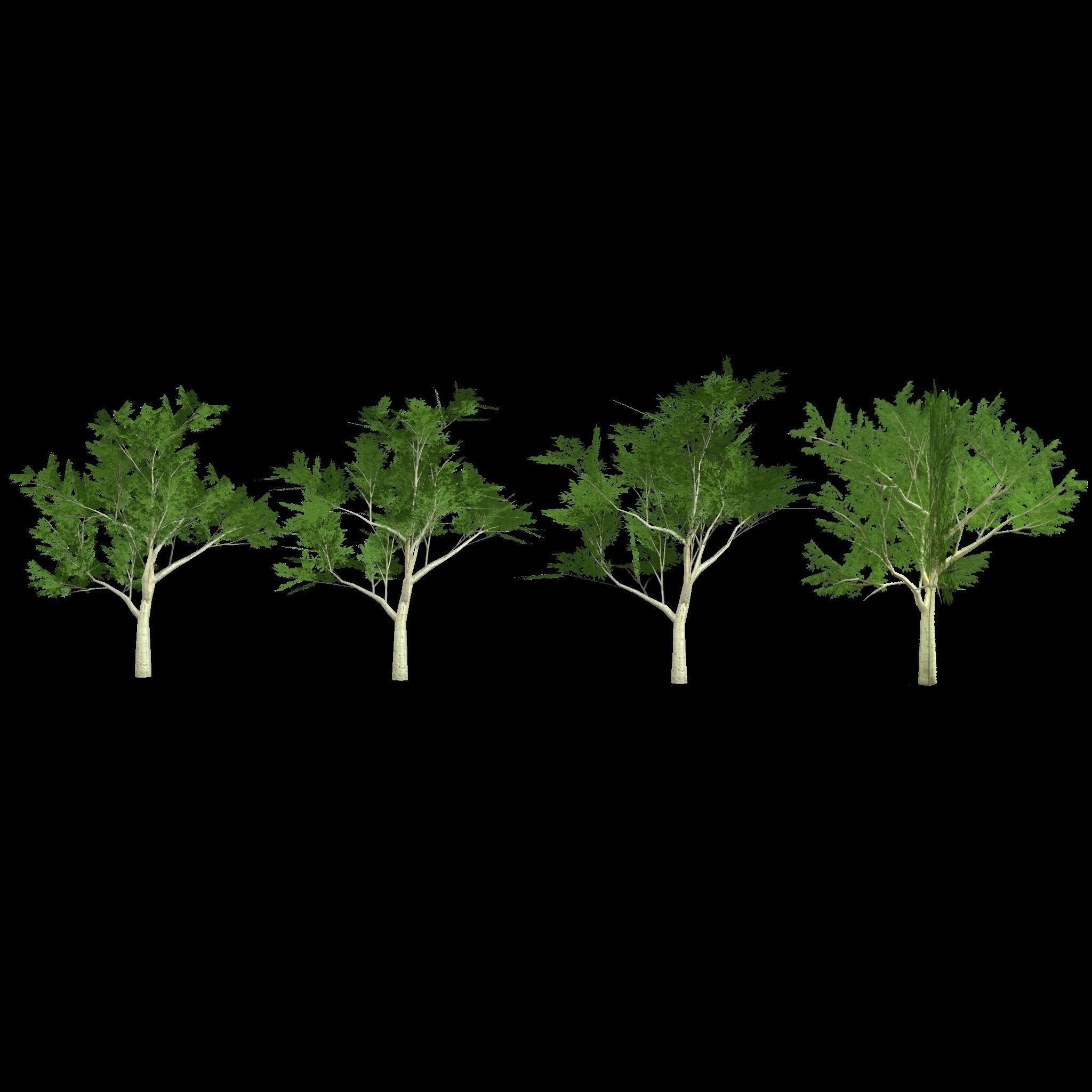Ghost gum east Low-poly 3D model_4
