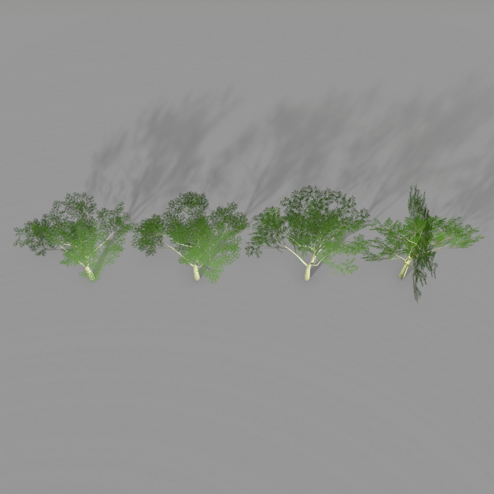 Ghost gum east Low-poly 3D model_10