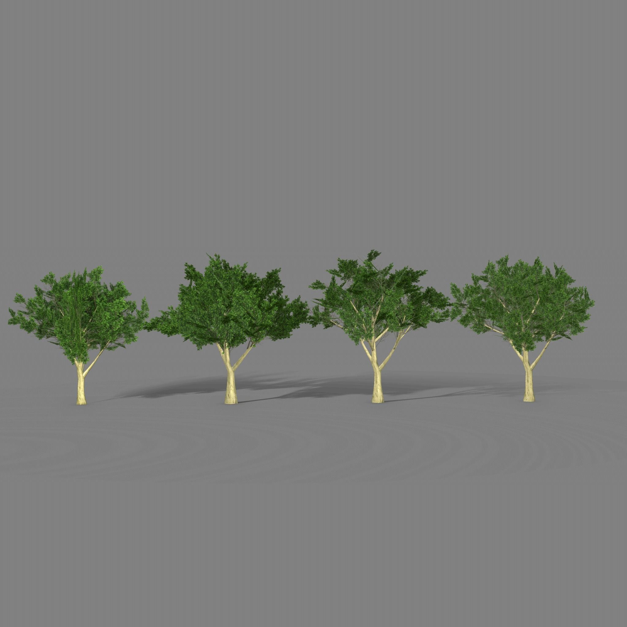 Maple four trees Low-poly 3D model_4