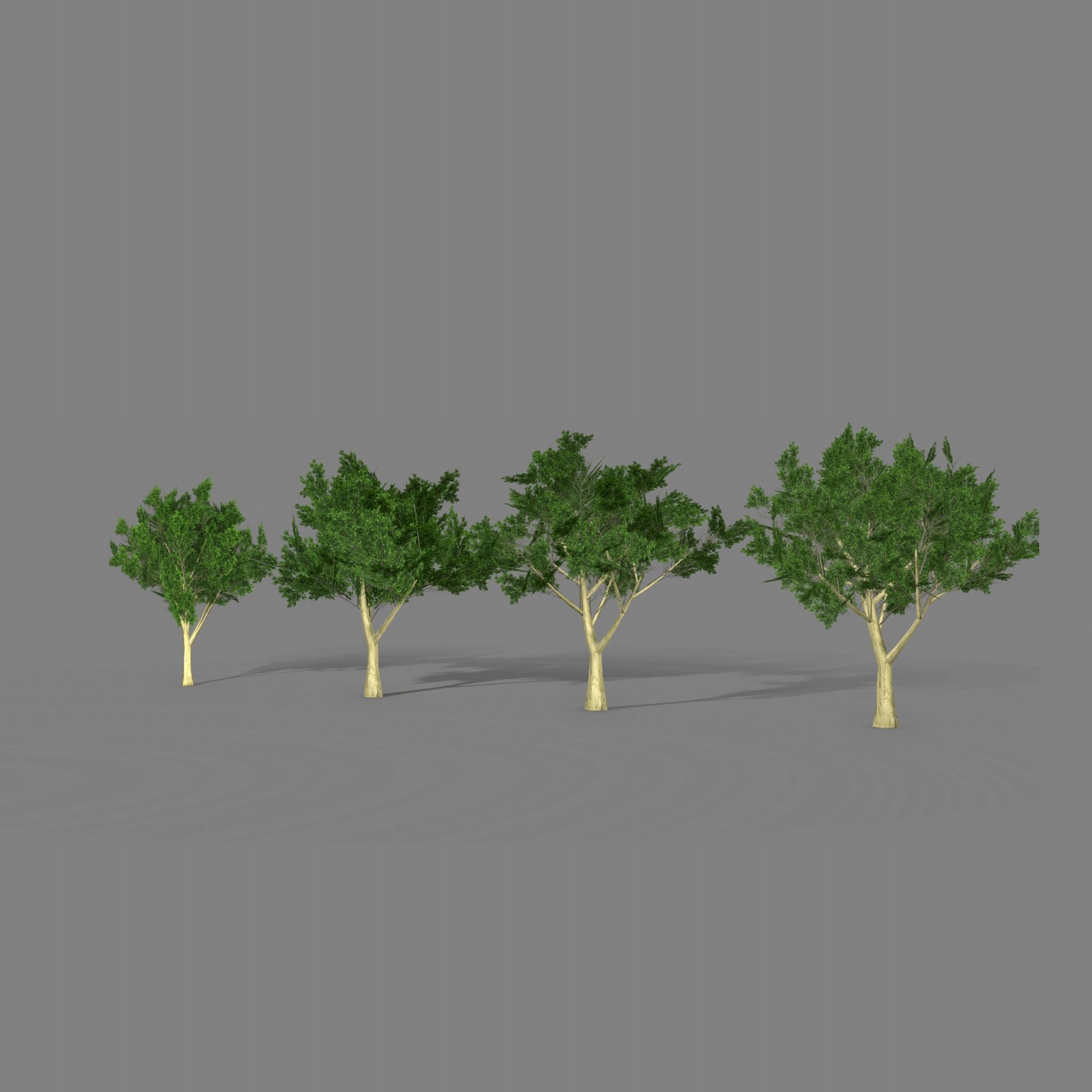Maple four trees Low-poly 3D model_3