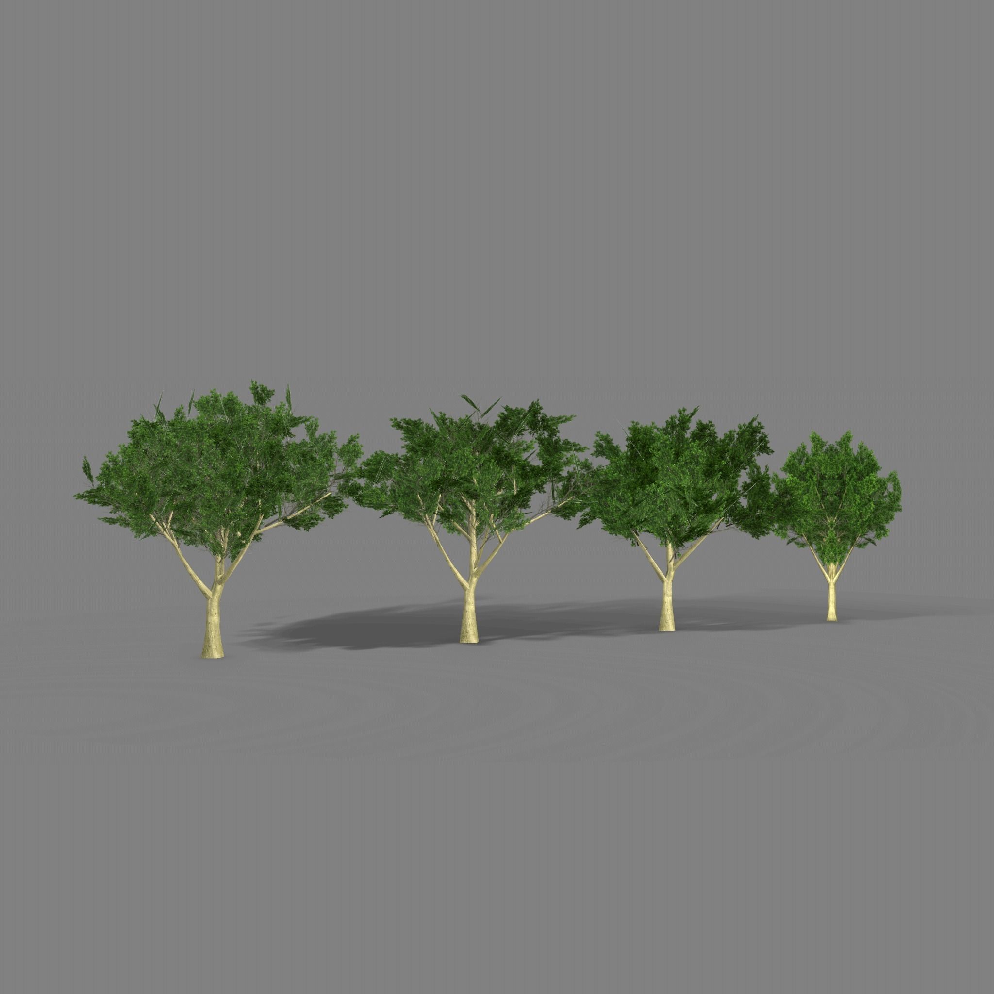 Maple four trees Low-poly 3D model_7
