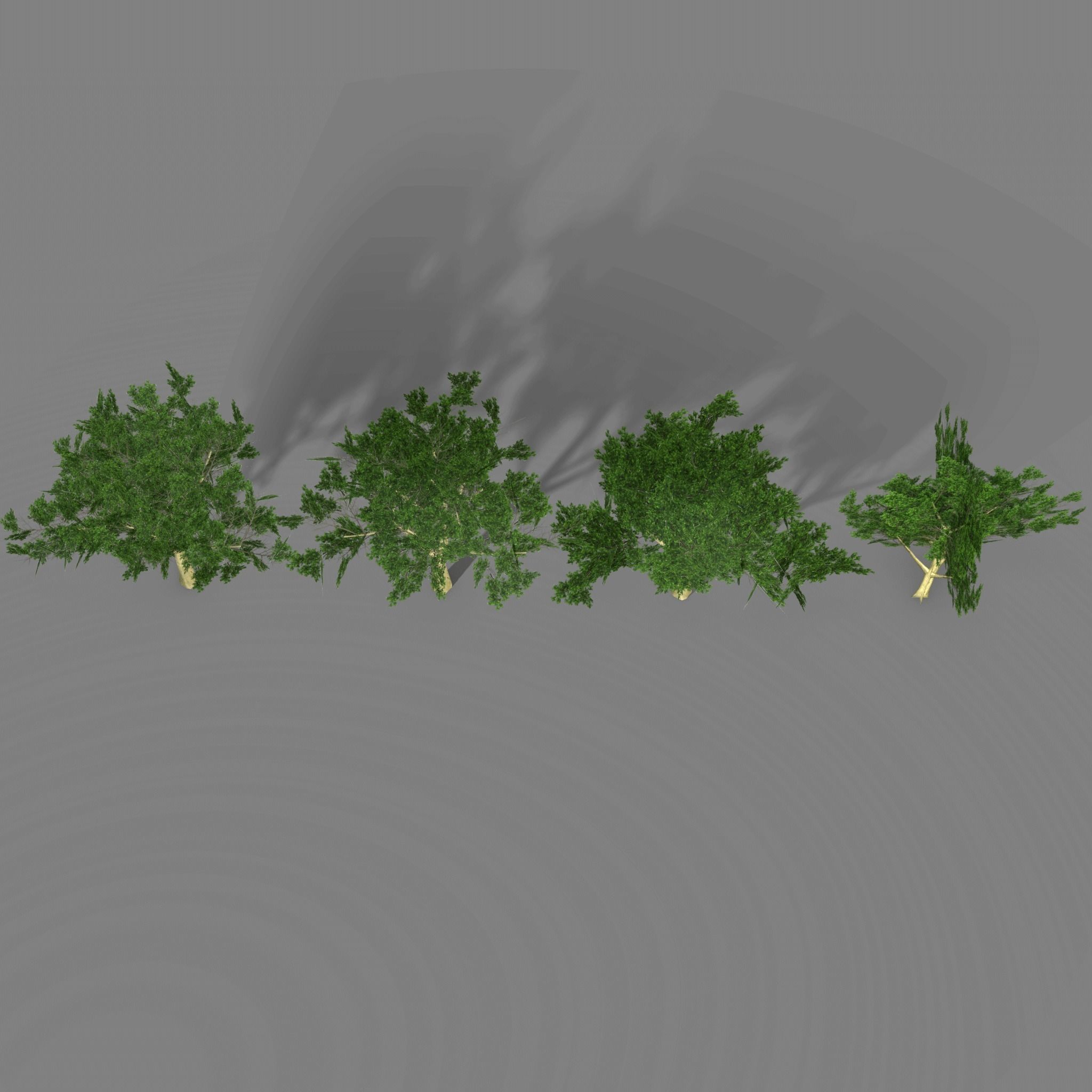 Maple four trees Low-poly 3D model_5