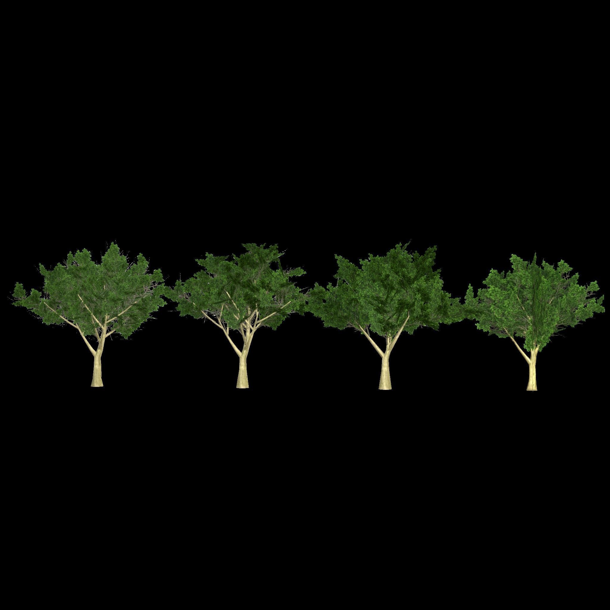 Maple four trees Low-poly 3D model_11