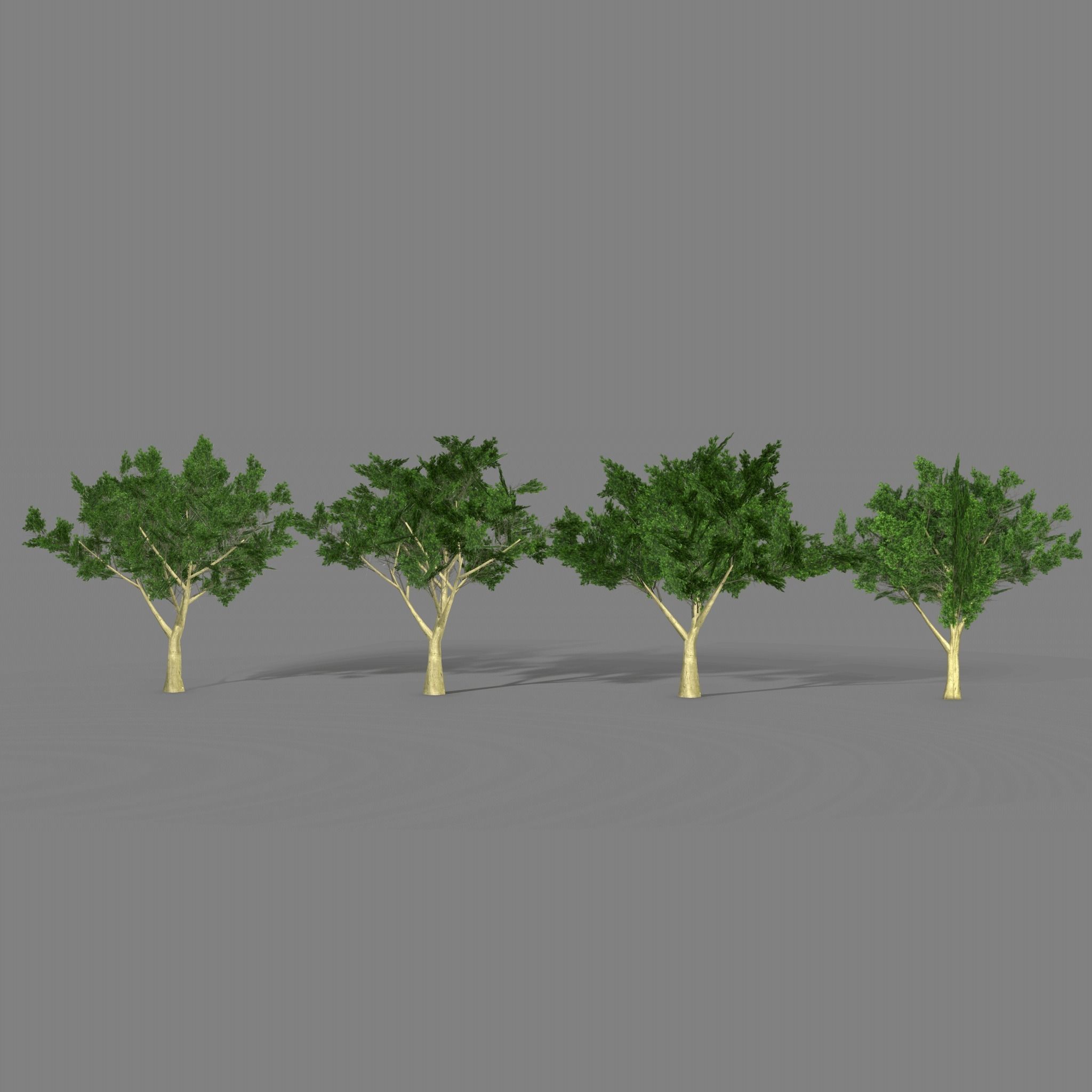 Maple four trees Low-poly 3D model_9