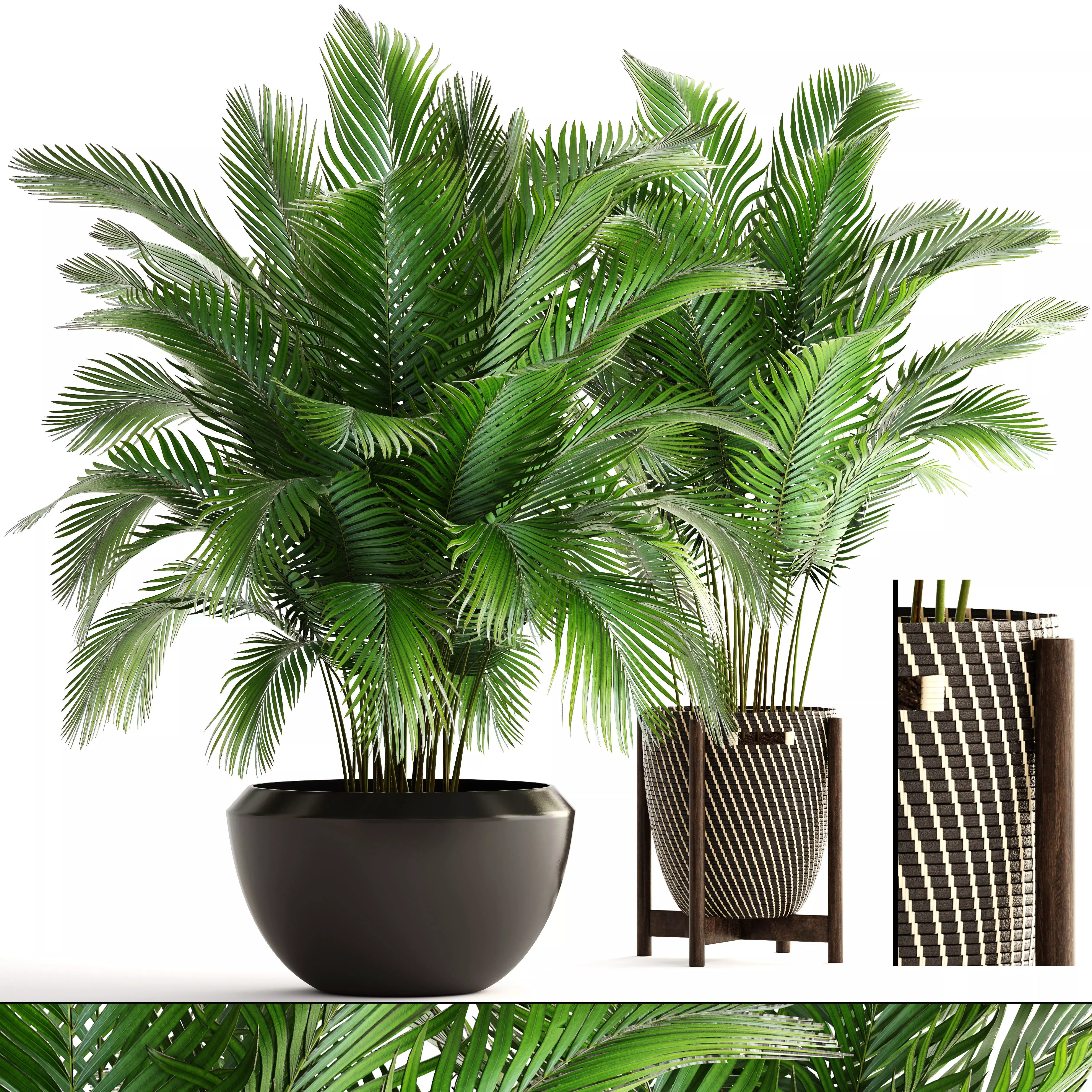 Collection of plants Areca Palm 3D model