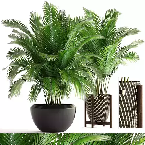 Collection of plants Areca Palm 3D model