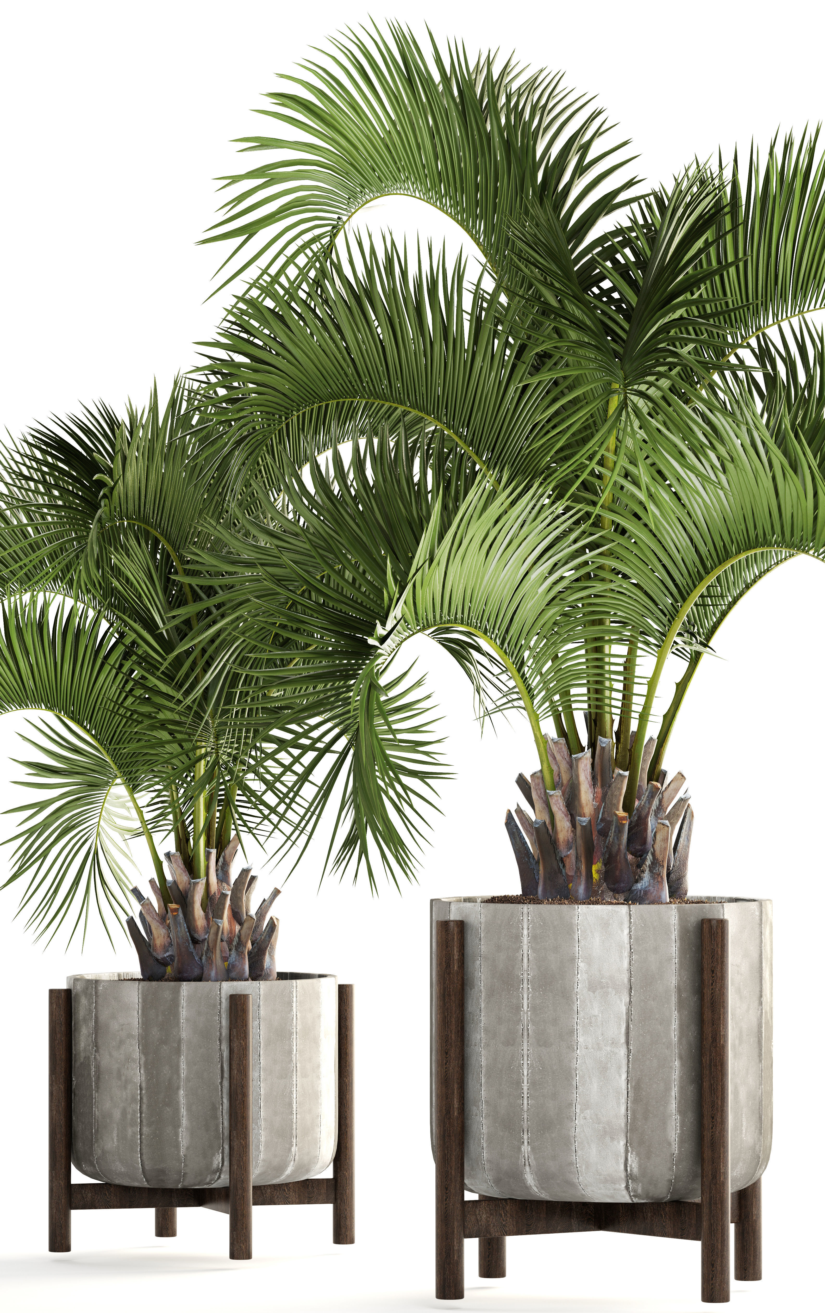 Collection palms Butia capitata 3D model_7